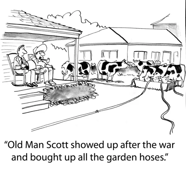 Man used to have a real nice lawn before the cows moved in next door. — Stock Photo, Image