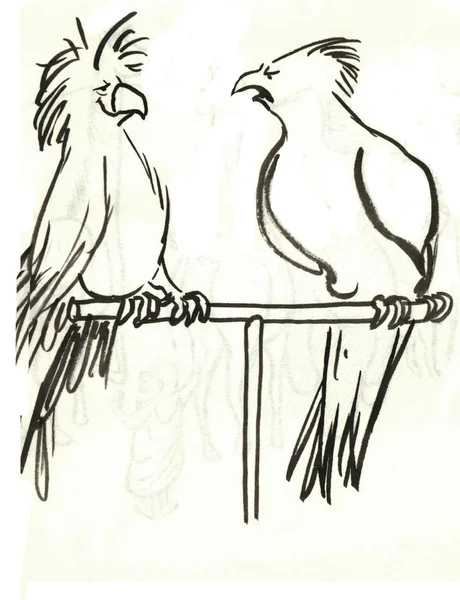 Duas aves — Fotografia de Stock