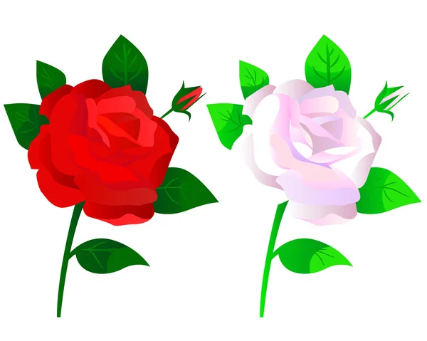 Roses rouges et blanches — Image vectorielle