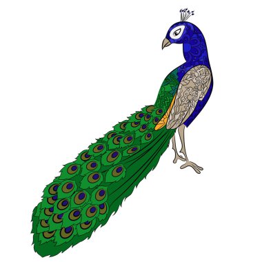 el çizim tavus kuşu