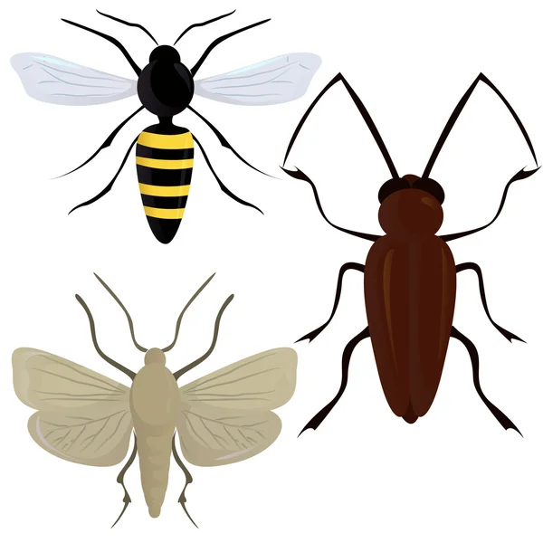 Ilustración de insectos — Vector de stock