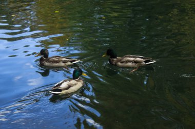 Yaban ördekleri gölet