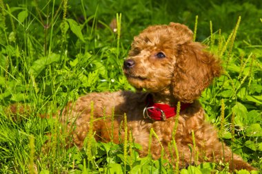 kaniş köpek çim üzerinde yalan