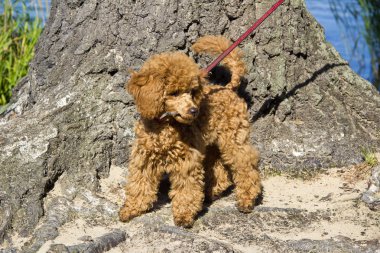 Kırmızı kaniş köpek yürüyüş
