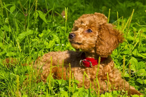Poodle puppy lies on the grass — Stock Photo, Image