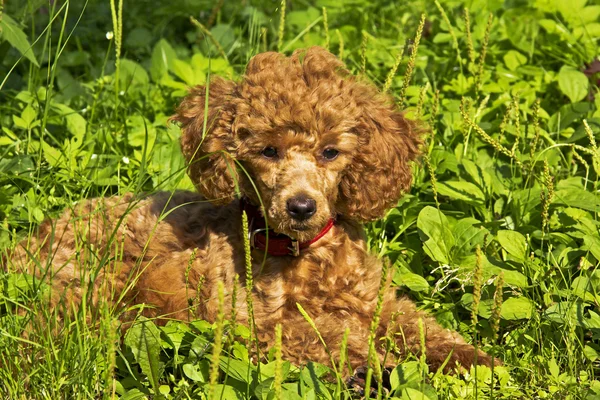 Poodle puppy lies on the grass — Stock Photo, Image