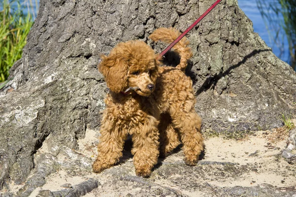 Kırmızı kaniş köpek yürüyüş