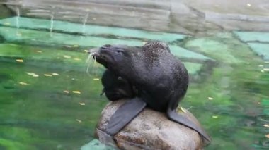 Moskova hayvanat bahçesinde mühür