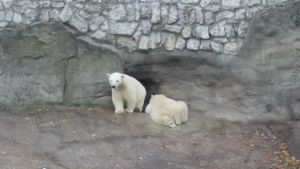 북극곰 — 비디오