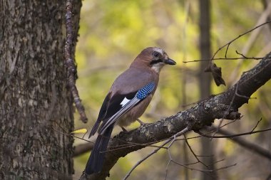 jaybird
