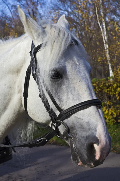 Harnessed horses portrait