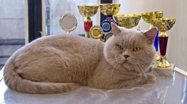 Itibari leylak İngiliz kedi