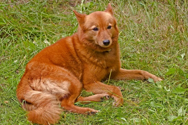 Finnish spitz — Stock Photo, Image