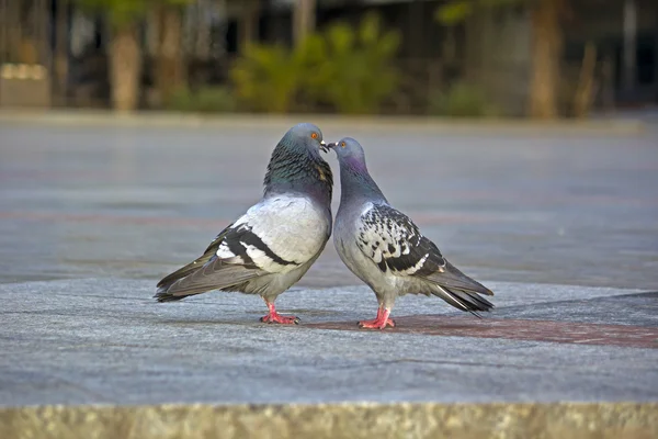 Sevgili güvercinler — Stok fotoğraf