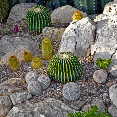 kaktüsler ve succulents
