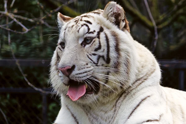 Witte Bengalen tijgerin — Stockfoto