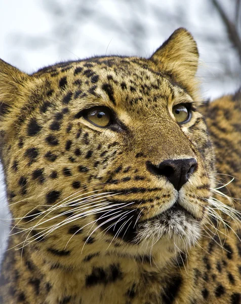 Leopardo asiatico — Foto Stock