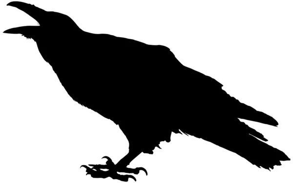 Corbeau des neiges — Image vectorielle