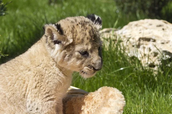 Petite lionne dans le panier — Photo