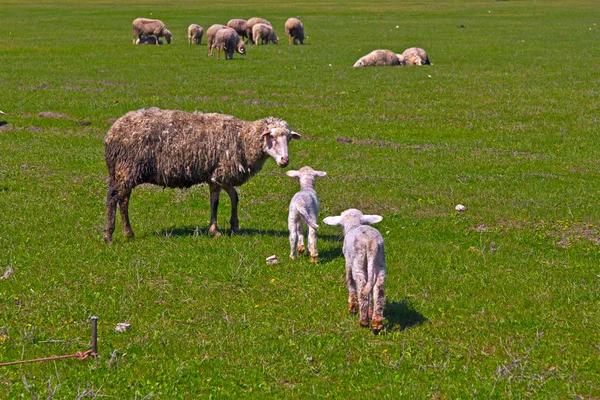 Iki kuzu ve koyun — Stok fotoğraf