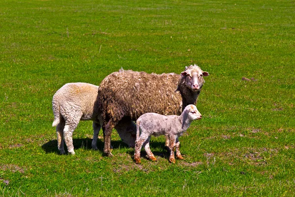 Får och lamm — Stockfoto