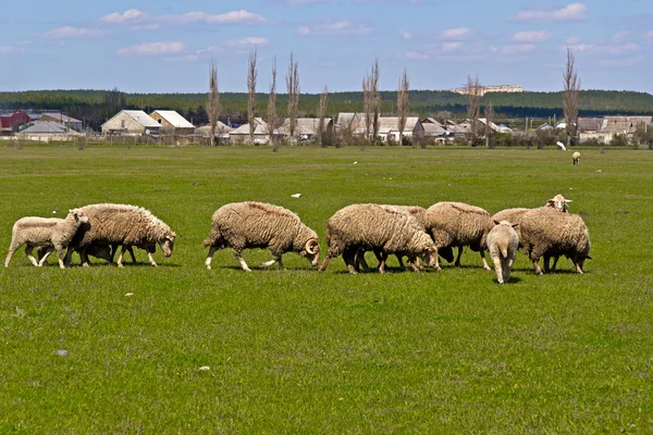 Flock av fåren — Stockfoto