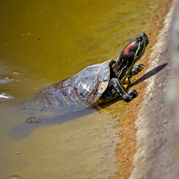 Tartaruga slider — Fotografia de Stock