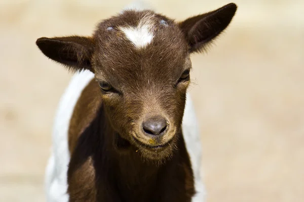 Pequeña cabra — Foto de Stock