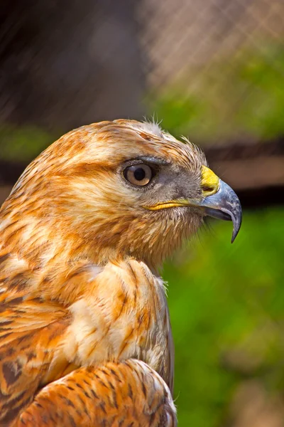 Portretul unui buzzard cu picioare lungi — Fotografie, imagine de stoc