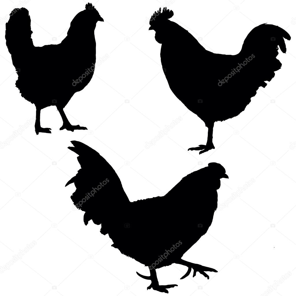 Roosters and hen
