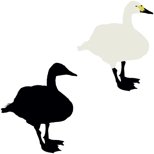 ¡Cisne! — Archivo Imágenes Vectoriales