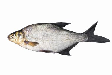 ortak çipura