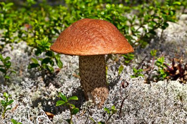 Mushroom in Karelia clipart
