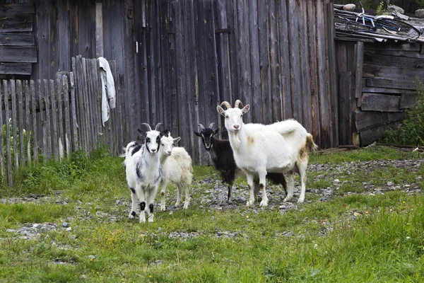 Four goats — Stock Photo, Image