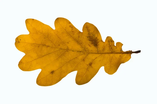 Yellow oak leaf — Stock Photo, Image