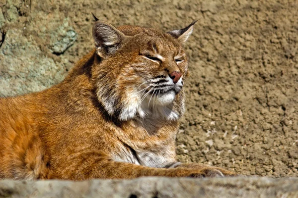 Lynx européen — Photo