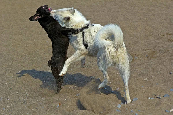 Two playful dogs — Stock Photo, Image