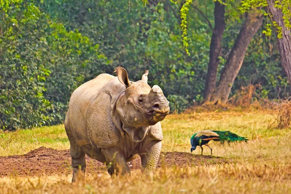Rinoceronte —  Fotos de Stock