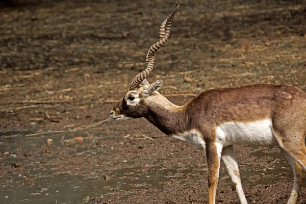 Svart buck — Stockfoto