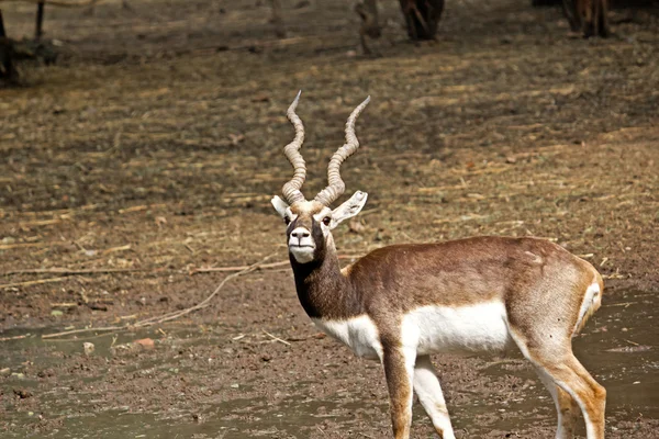 Black Buck — Stock Photo, Image