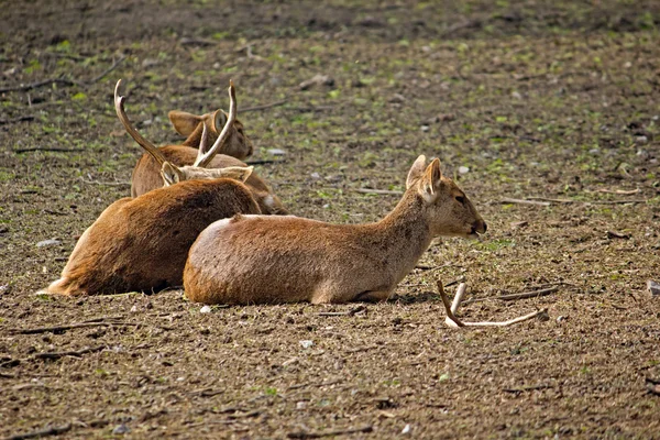 Hog deers — Stock Photo, Image