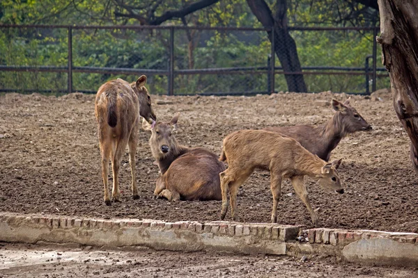 Ciervos sika — Foto de Stock