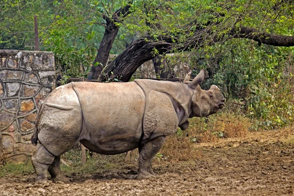 Indian rhinoceros — Stock Photo, Image