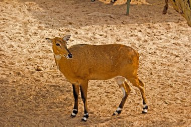 nilgai geyik