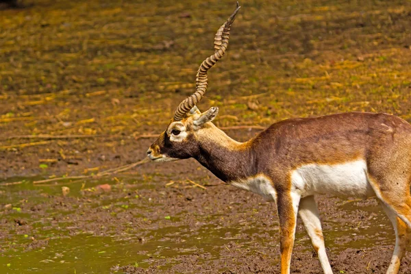 Svart buck — Stockfoto