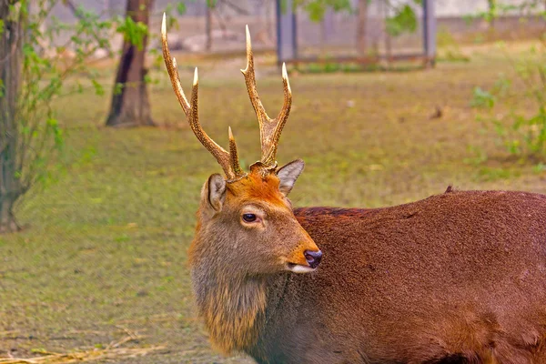 Sika-Hirsch — Stockfoto