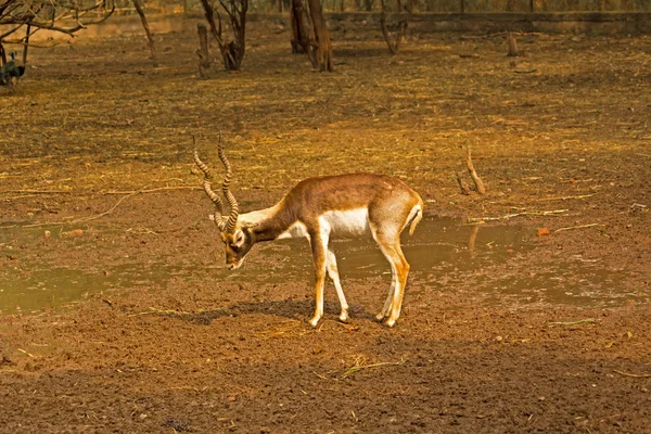 Buck preto — Fotografia de Stock