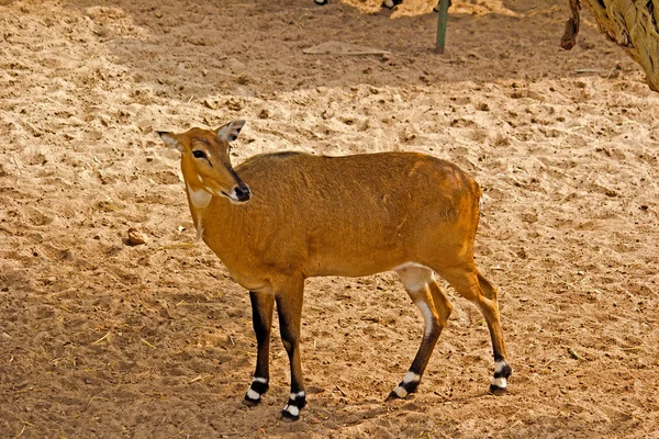 Нильгайский олень — стоковое фото