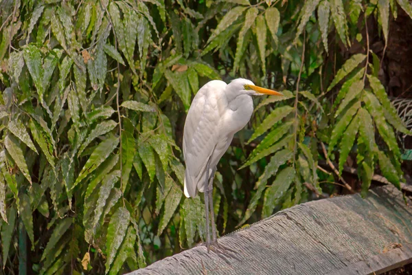 Garza blanca — Foto de Stock