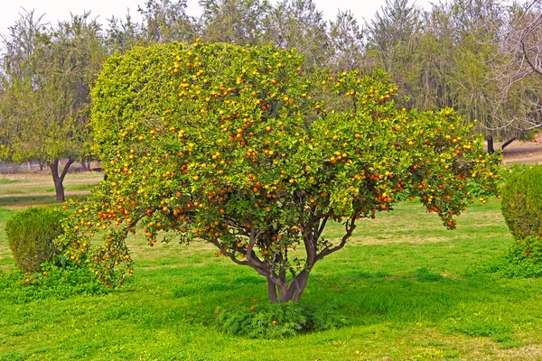 Мандаринское дерево — стоковое фото